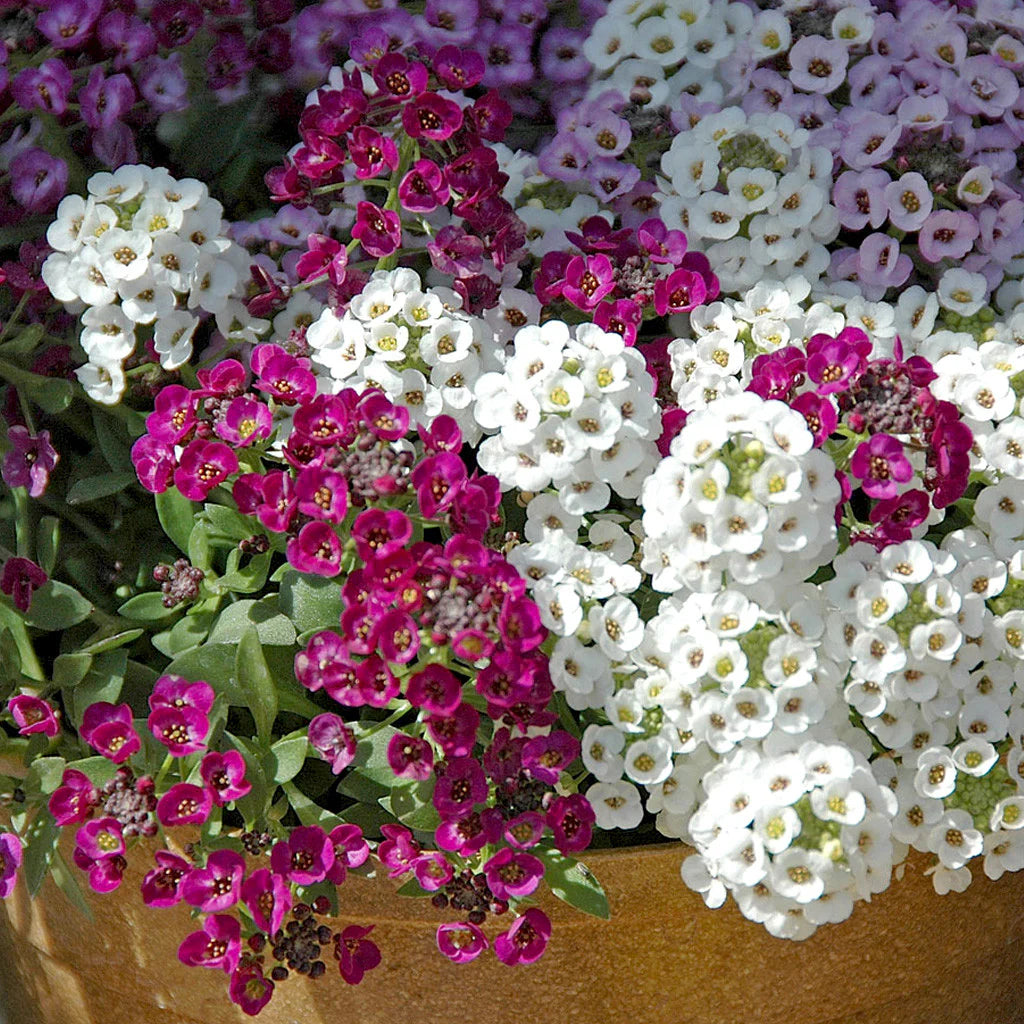Alyssum Easter Bonnet Violet Seeds for Fragrant Violet Flowers