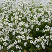 Carpet Flower seeds for Planting Colorful Display Heirloom & GMO Free Seeds for Home Garden