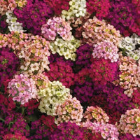 Mixed Lobularia Flower seeds for Planting Shade Tolerant Heirloom & GMO Free Seeds for Home Garden 
 
 Sale