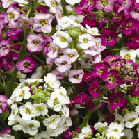 Alyssum Royal Carpet Flower seeds for Planting Seasonal Bloomer Heirloom & GMO Free Seeds for Home Garden