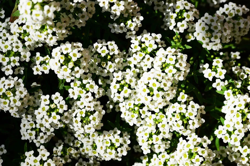 White Snow Flower seeds for Planting Colorful Display Heirloom & GMO Free Seeds for Home Garden 
 
 Sale