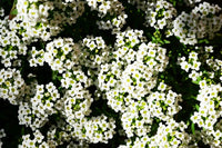 White Snow Flower seeds for Planting Colorful Display Heirloom & GMO Free Seeds for Home Garden 
 
 Sale