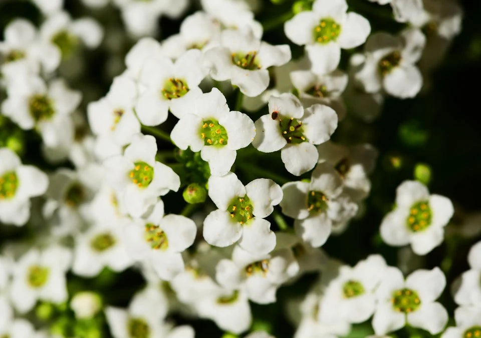 White Snow Flower seeds for Planting Colorful Display Heirloom & GMO Free Seeds for Home Garden 
 
 Sale