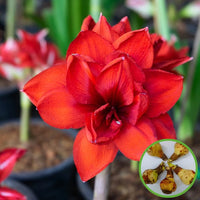 Red Amaryllis Flower seeds for Planting Long Bloom Season Heirloom & GMO Free Seeds for Home Garden