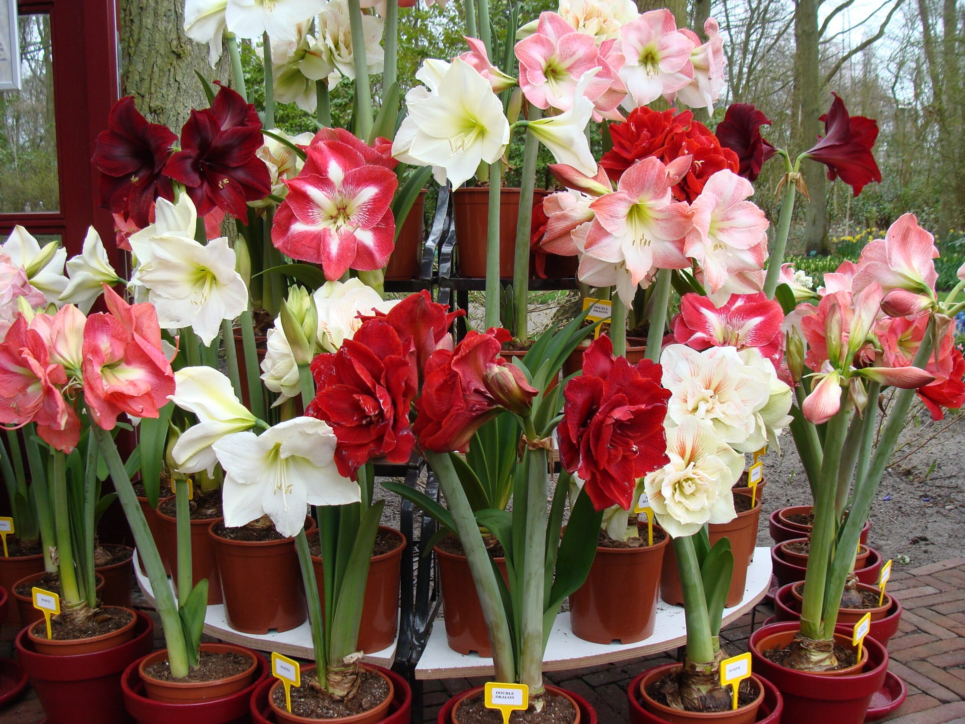 Mixed Amaryllis Flower seeds for Planting Bright Blooms Heirloom & GMO Free Seeds for Home Garden 
 
 Sale