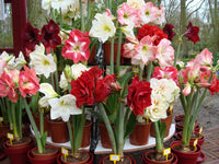 Mixed Amaryllis Flower seeds for Planting Bright Blooms Heirloom & GMO Free Seeds for Home Garden 
 
 Sale