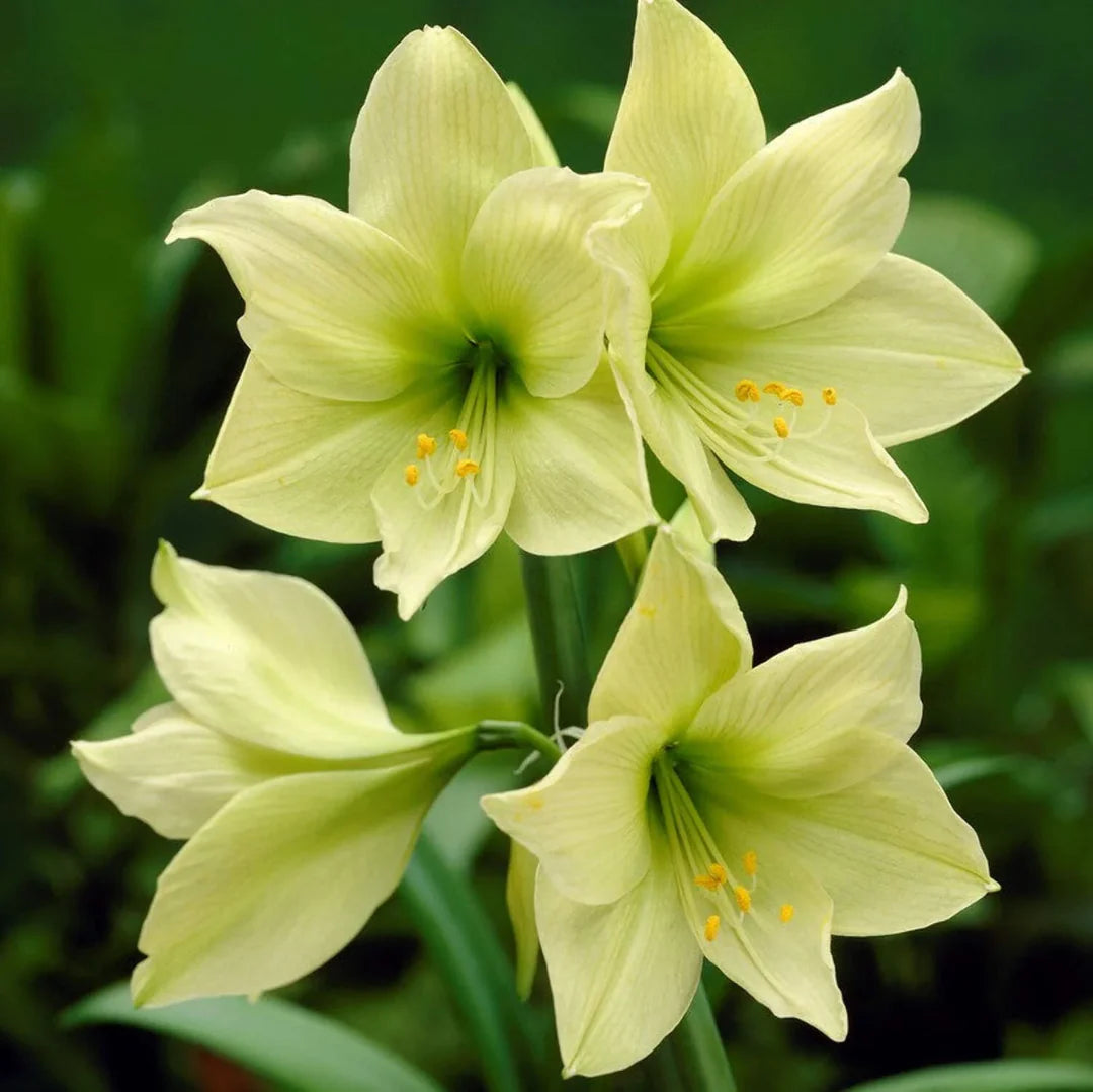 Green Amaryllis Flower Seeds for Planting Perfect for Borders Heirloom & GMO Free Seeds for Home Garden
 
 Sale
