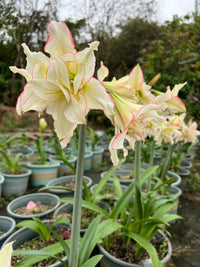 Light Green Hippeastrum Rutilum Flower seeds for Planting - Low Maintenance, Heirloom & GMO Free Seeds for Home Garden