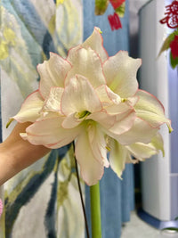 Light Green Hippeastrum Rutilum Flower seeds for Planting - Low Maintenance, Heirloom & GMO Free Seeds for Home Garden