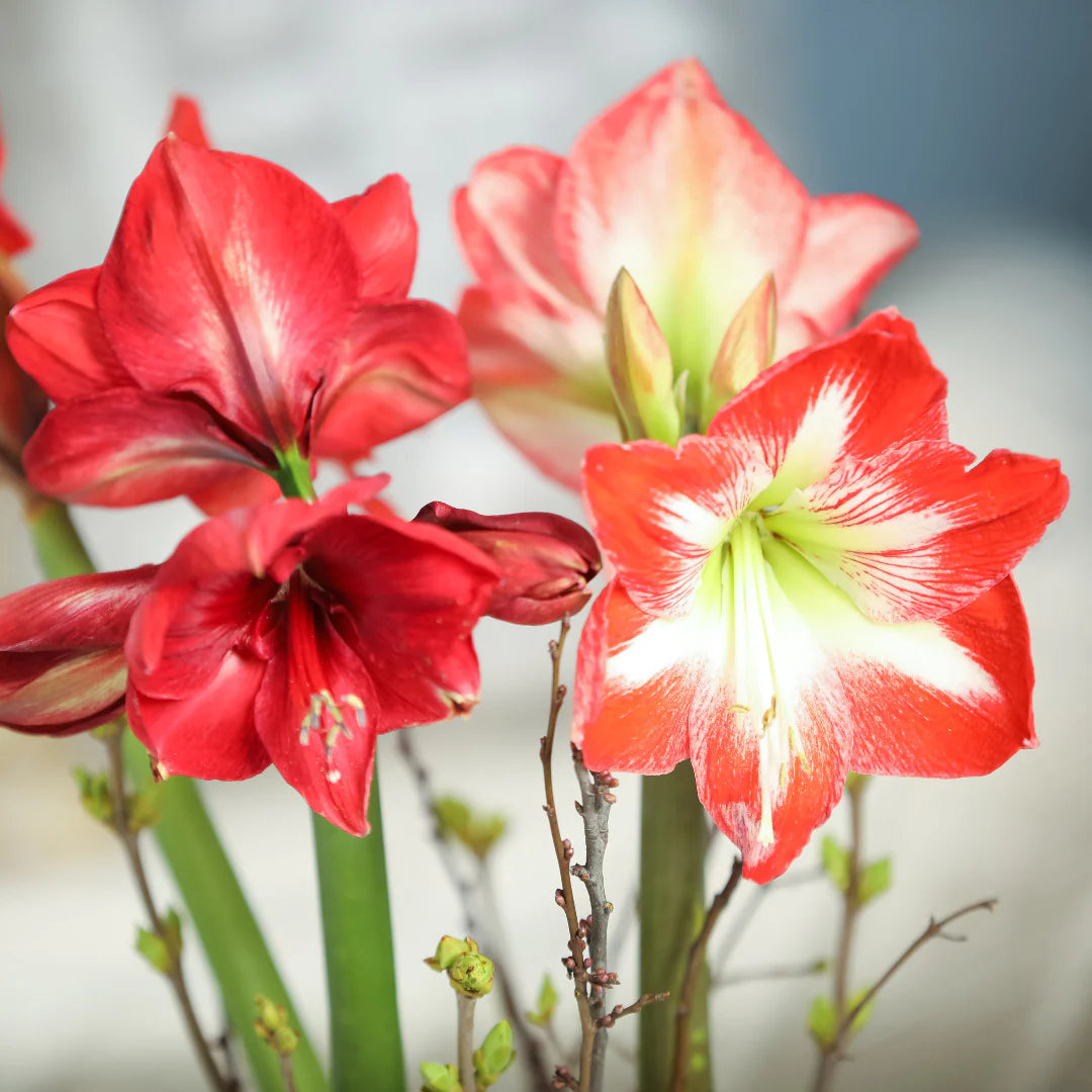 Light Red White Amaryllis Flower Seeds for Planting Fragrant Blossoms Heirloom & GMO Free Seeds for Home Garden
 
 Sale