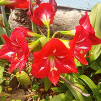 Red Amaryllis Barbados Flower Seeds for Planting Compact Growth Heirloom & GMO Free Seeds for Home Garden
 
 Sale