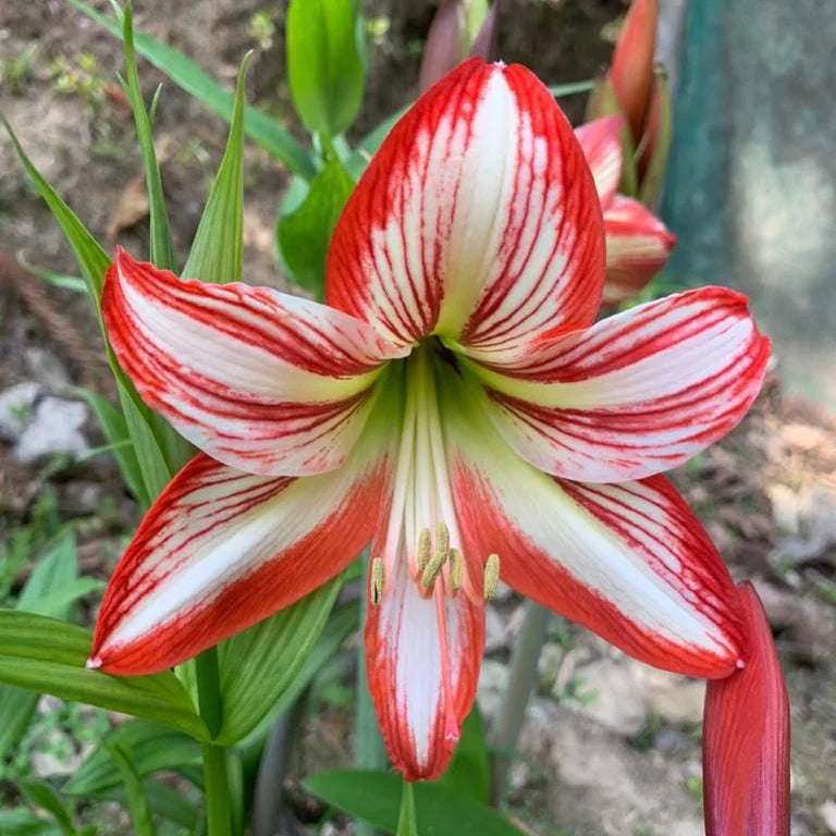 Amaryllis Flower seeds for Planting - Shade Tolerant, Heirloom & GMO Free Seeds for Home Garden
