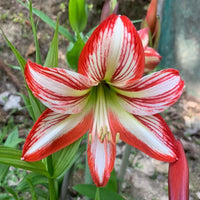 Amaryllis Flower seeds for Planting - Shade Tolerant, Heirloom & GMO Free Seeds for Home Garden