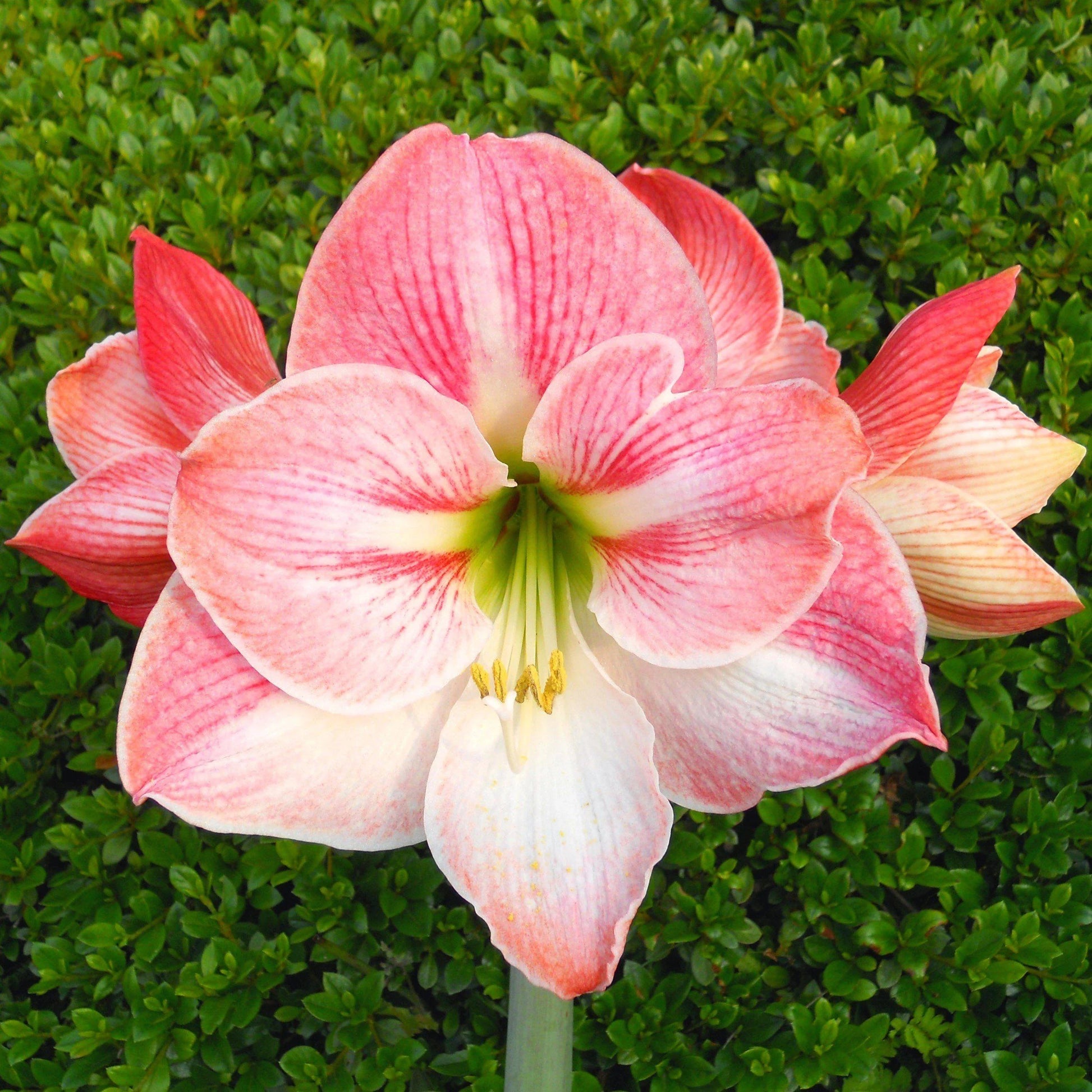 Pink Amaryllis Flower Seeds Wildflower Mix Heirloom & GMO Free Seeds for Home Garden
 
 Sale