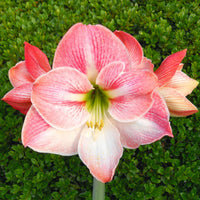 Pink Amaryllis Flower Seeds Wildflower Mix Heirloom & GMO Free Seeds for Home Garden
 
 Sale