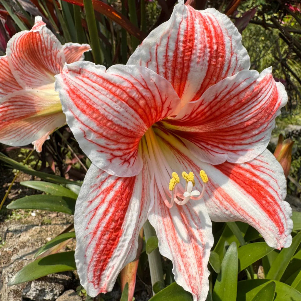 White Orange Amaryllis Flower seeds for Planting - Bright Blooms, Heirloom & GMO Free Seeds for Home Garden