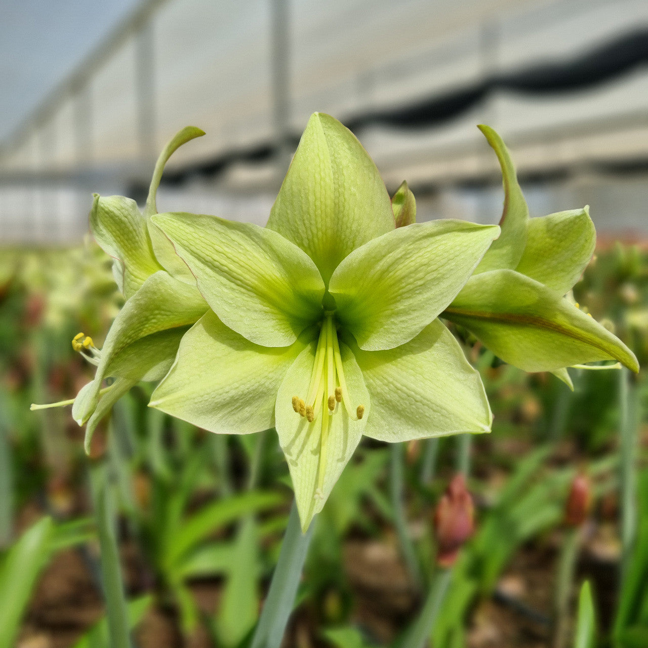 Light Green Amaryllis Flower seeds for Planting Bright Blooms Heirloom & GMO Free Seeds for Home Garden