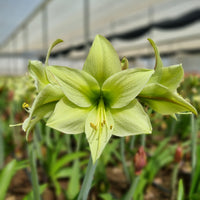 Light Green Amaryllis Flower seeds for Planting Bright Blooms Heirloom & GMO Free Seeds for Home Garden
