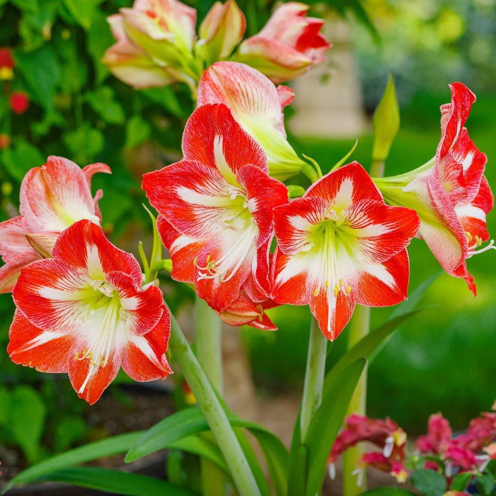 Red White Amaryllis Flower Seeds for Garden Hardy Variety Heirloom & GMO Free Seeds for Home Garden
 
 Sale