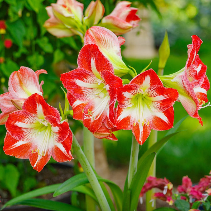 Amaryllis Flower seeds for Planting - Garden Favorite, Heirloom & GMO Free Seeds for Home Garden
 
 Sale for planting in home garden