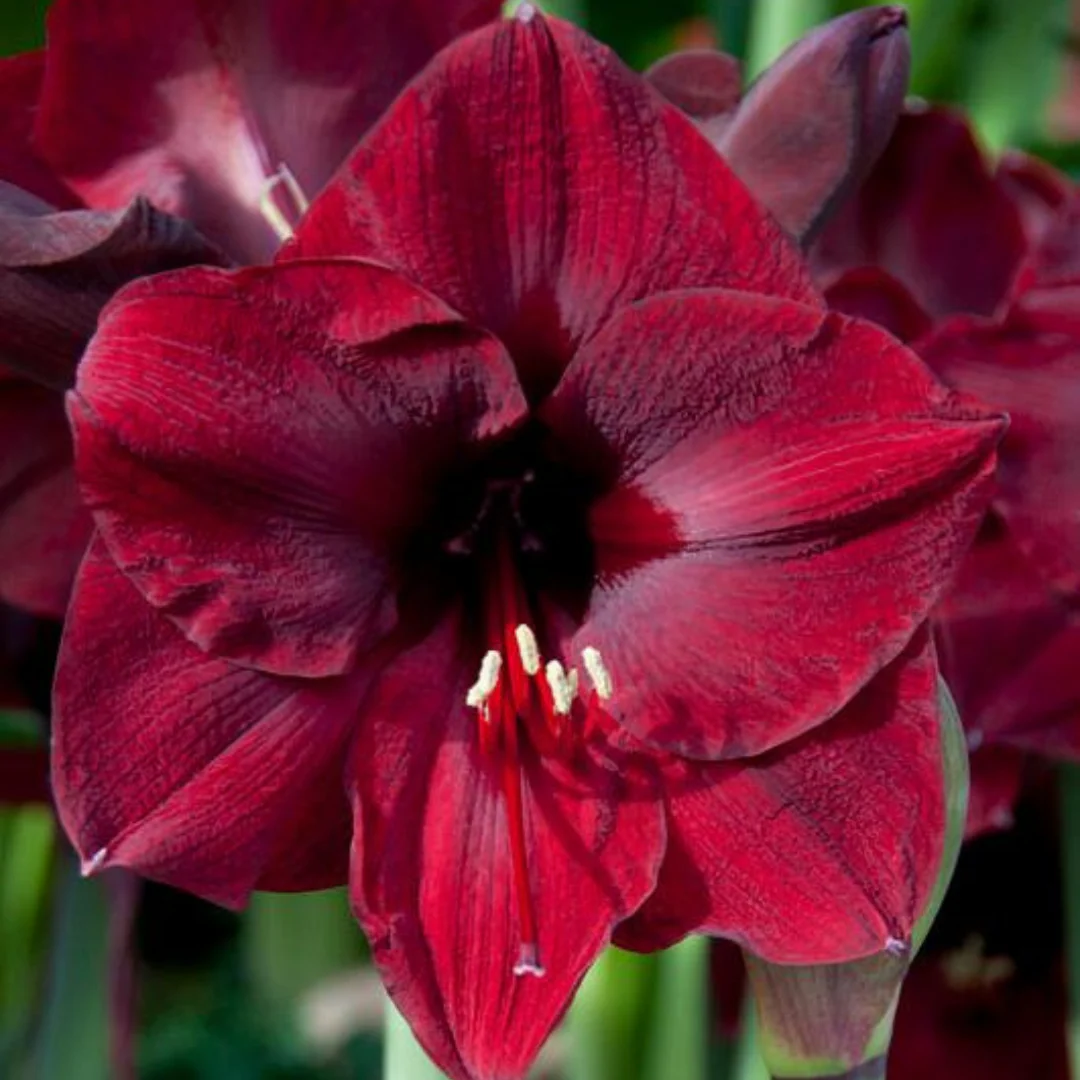 Burgundy Amaryllis Flower seeds for Planting Cottage Garden Essential Heirloom & GMO Free Seeds for Home Garden