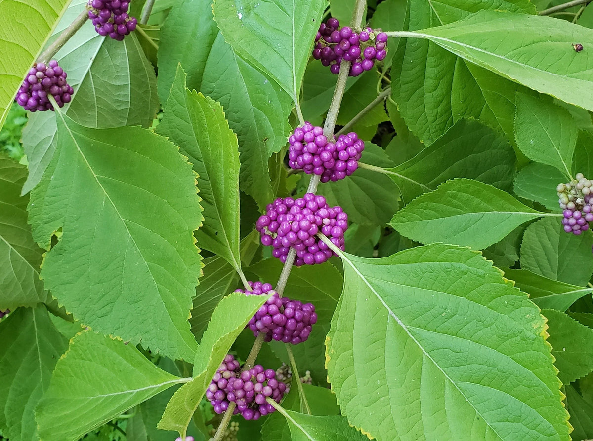 Violet Callicarpa Flower seeds for Planting - Hardy Variety, Heirloom & GMO Free Seeds for Home Garden
 
 Sale seeds for planting in home garden