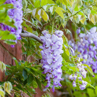 Wisteria Flower seeds for Planting Compact Growth Heirloom & GMO Free Seeds for Home Garden