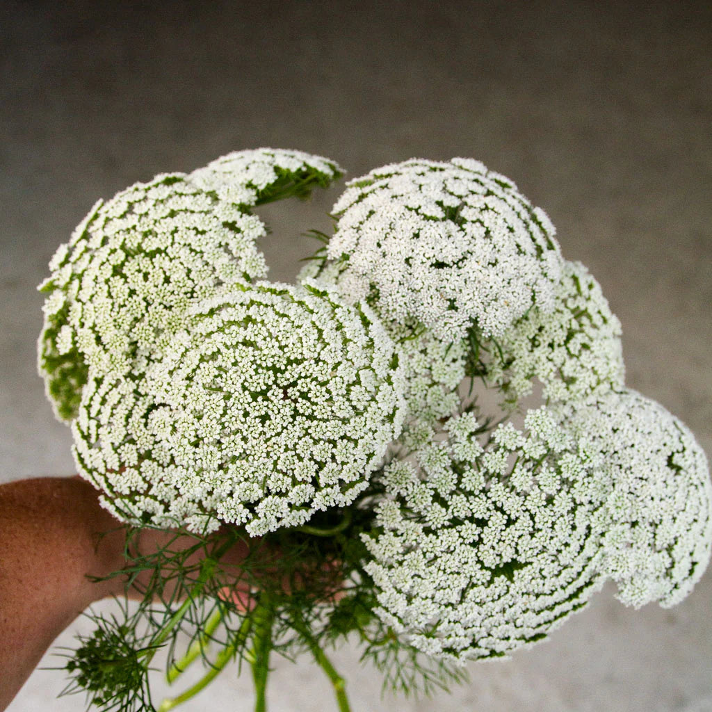 Ammi Visnage Flower seeds for Planting Shade Tolerant Heirloom & GMO Free Seeds for Home Garden