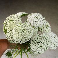 Ammi Visnage Flower seeds for Planting Shade Tolerant Heirloom & GMO Free Seeds for Home Garden