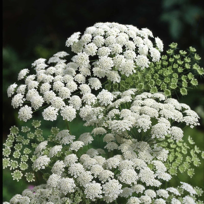 White Bishops Flower Planting - Seeds for Gorgeous and Elegant Blooms in Your Garden