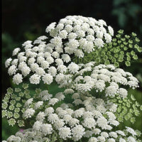 White Bishops Flower Planting - Seeds for Gorgeous and Elegant Blooms in Your Garden
