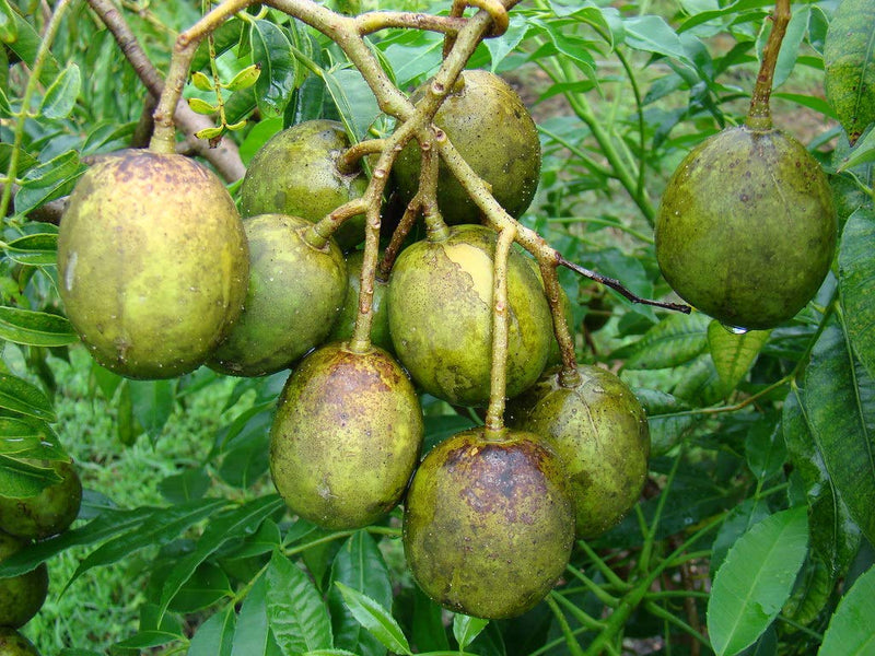 Spondias Fruit Planting Seeds  Grow Tropical Fruit Trees at Home