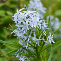 Amsonia Hubrichtii Flower seeds for Planting Long Bloom Season Heirloom & GMO Free Seeds for Home Garden