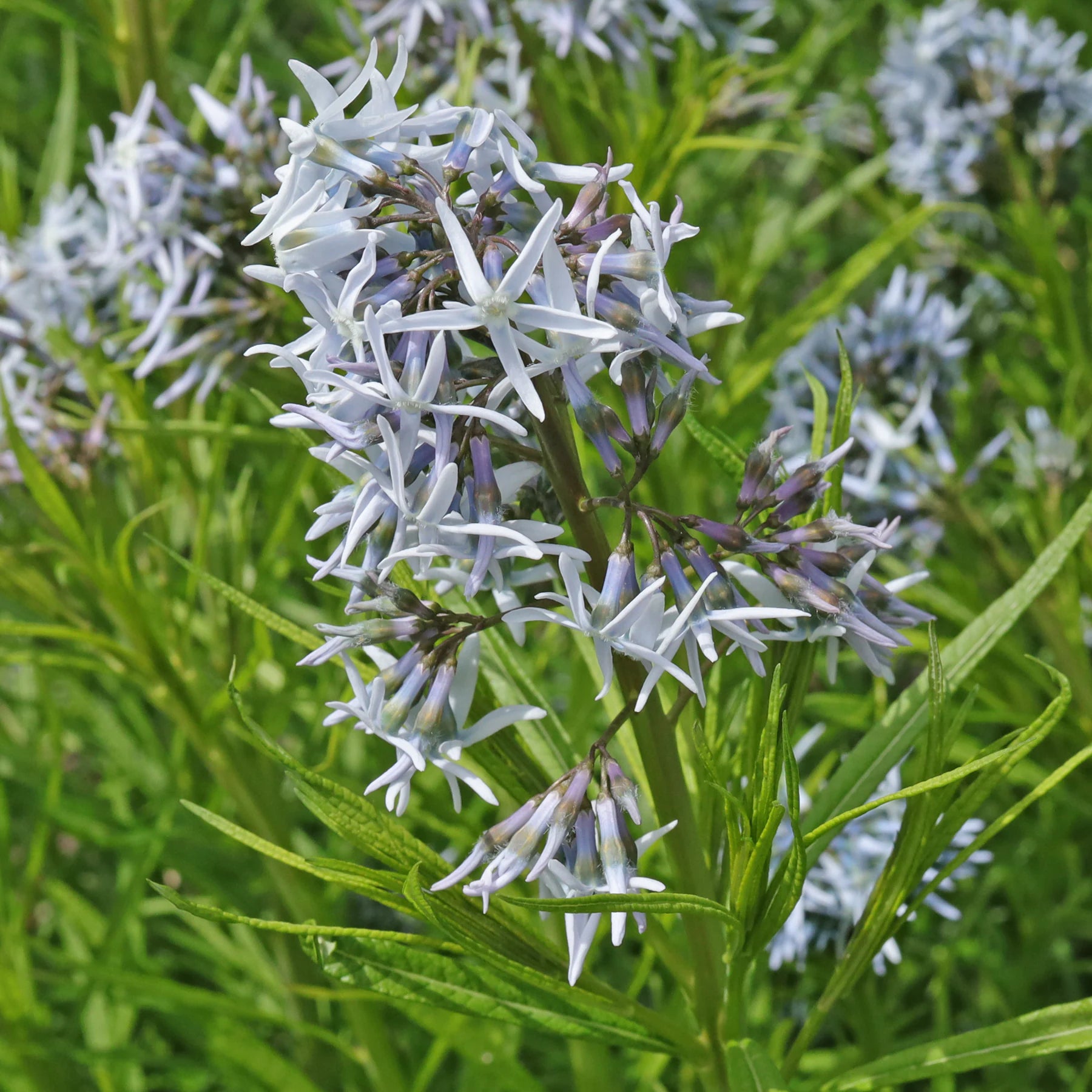 Amsonia Hubrichtii Flower seeds for Planting Long Bloom Season Heirloom & GMO Free Seeds for Home Garden