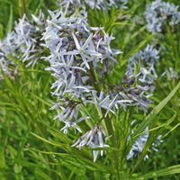 Amsonia Hubrichtii Flower seeds for Planting Long Bloom Season Heirloom & GMO Free Seeds for Home Garden
