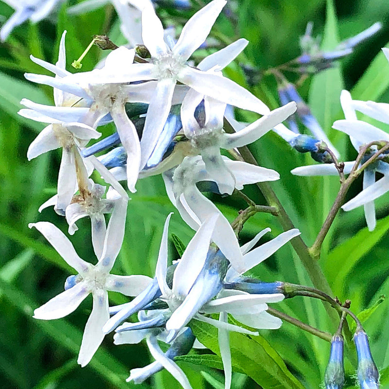 Amsonia Hubrichtii Flower seeds for Planting Long Bloom Season Heirloom & GMO Free Seeds for Home Garden