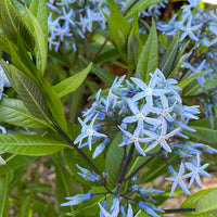 Amsonia Flower seeds for Planting Long Bloom Season Heirloom & GMO Free Seeds for Home Garden 
 
 Sale