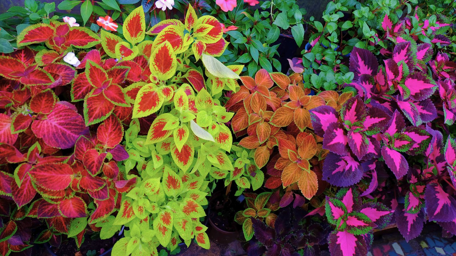 Pink Dragon Coleus for Planting Drought Tolerant Heirloom & GMO Free Seeds for Home Garden
 
 Sale