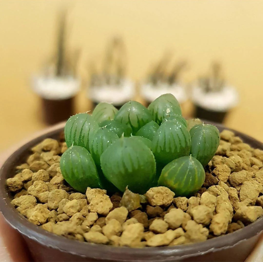 Haworthia Flower seeds for Planting - Premium Quality, Heirloom & GMO Free Seeds for Home Garden
