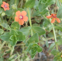 Orange Pimpernel Flower seeds for Planting - Hardy Variety, Heirloom & GMO Free Seeds for Home Garden