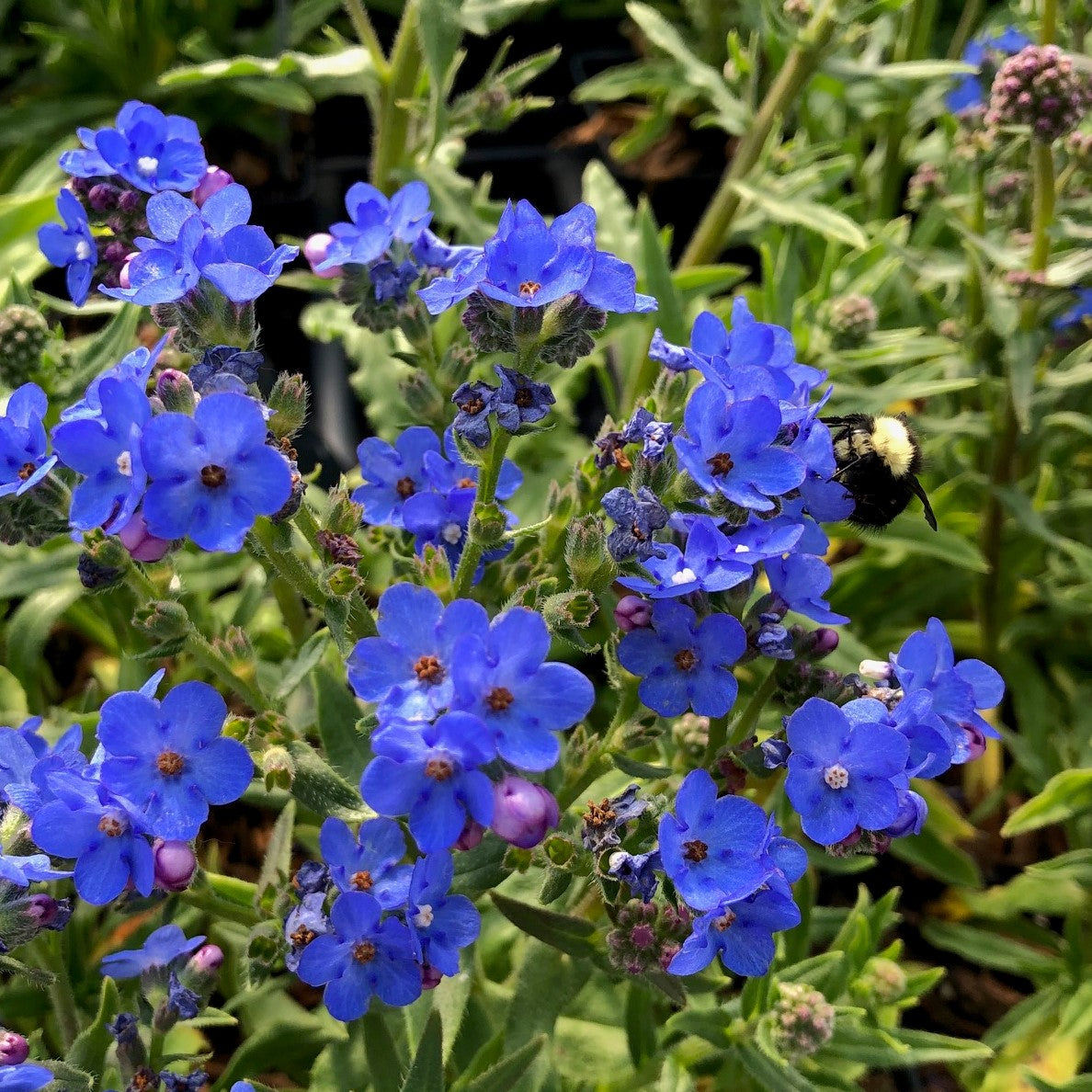 Blue Anchusa Flower seeds for Planting Perfect for Borders Heirloom & GMO Free Seeds for Home Garden
 
 Sale