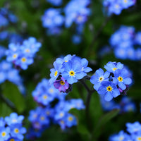 Anchusa Flower seeds for Planting Drought Tolerant Heirloom & GMO Free Seeds for Home Garden