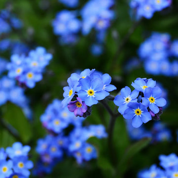 Anchusa Flower seeds for Planting Drought Tolerant Heirloom & GMO Free Seeds for Home Garden