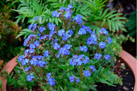 Anchusa Flower seeds for Planting Drought Tolerant Heirloom & GMO Free Seeds for Home Garden