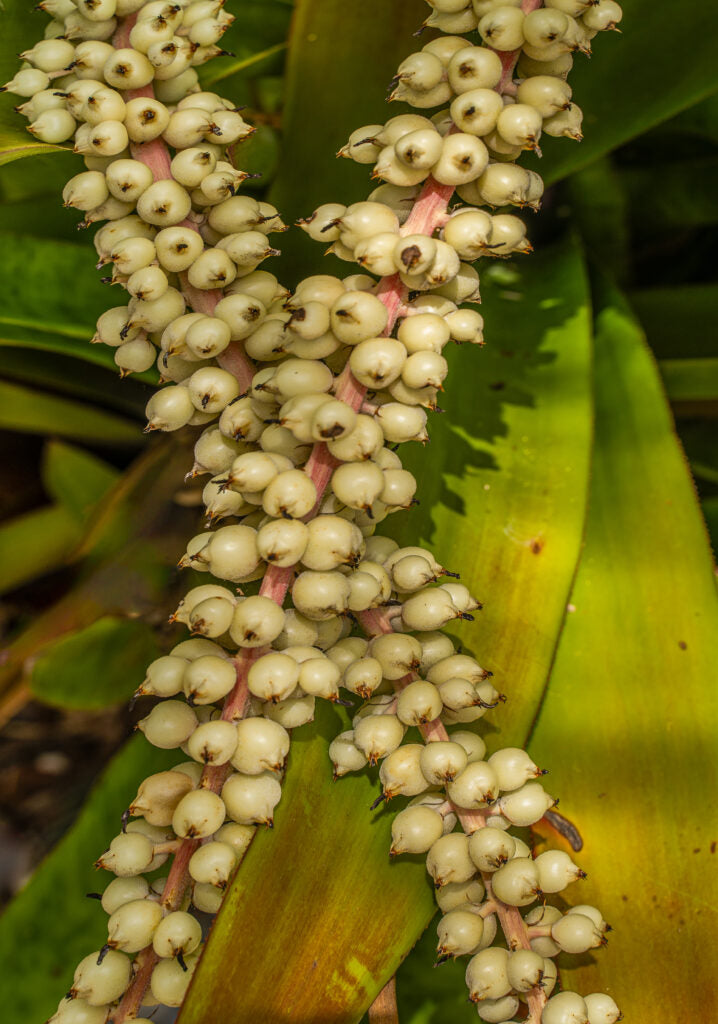 Green Bromeliad Flower Seeds – Hardy Variety Heirloom & NonGMO Seeds for Home Garden
 
 Sale