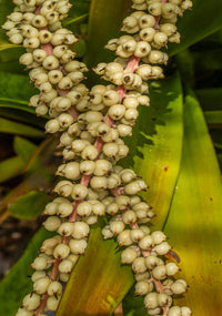 Green Bromeliad Flower Seeds – Hardy Variety Heirloom & NonGMO Seeds for Home Garden
 
 Sale