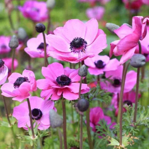 Anemone Flower seeds for Planting - Vibrant Colors, Heirloom & GMO Free Seeds for Home Garden
