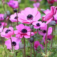 Anemone Flower seeds for Planting - Vibrant Colors, Heirloom & GMO Free Seeds for Home Garden