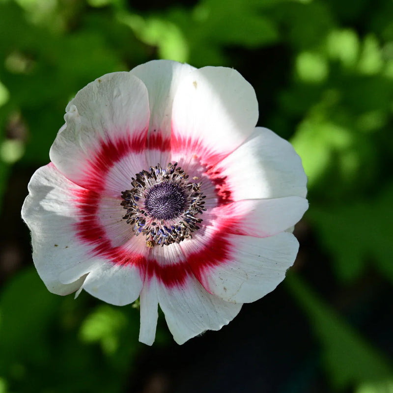 Bicolor Flower Seeds for Planting