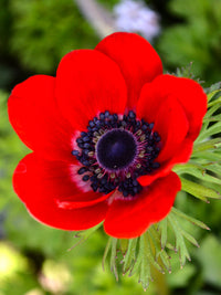 Anemone Flower seeds for Planting - Easy to Grow, Heirloom & GMO Free Seeds for Home Garden